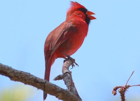 Что показывает «тест на птичку» в отношениях и как правильно оценивать его результаты