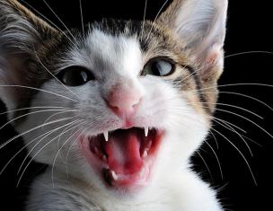 Zakaj mačka kriči dan in noč - vzroki in metode za reševanje težav