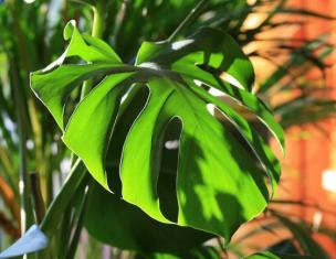Sobna rastlina z dolgimi ozkimi listi