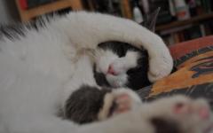 Zakaj mačke spijo ob človeških nogah?