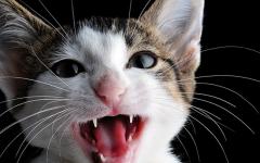 बिल्ली दिन-रात क्यों चिल्लाती है - कारण और समस्याओं को हल करने के तरीके