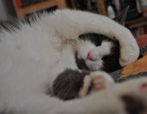 Zakaj mačke spijo ob človeških nogah?