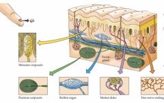 Klasifikácia a štruktúra receptorových formácií analyzátora kože
