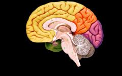 Možganska gimnastika - vaje za um Mentalna gimnastika