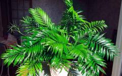 Hamedorea: gölgeye dayanıklı palmiye Hamedorea evde yüksek bakım
