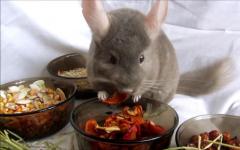 Is it possible to feed a chinchilla with fresh grass